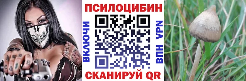 Галлюциногенные грибы Psilocybe  продажа наркотиков  Бавлы 